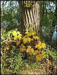 Fall foliage along the Willamette River, Carola Dunn