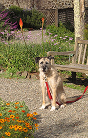 Ella the interviewing dog - Authors Road